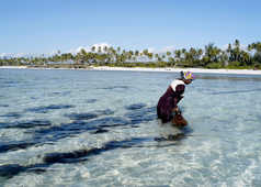 La pureté des eaux de Zanzibar