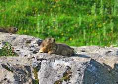 Marmotte se réchauffant au soleil dans le Queyras
