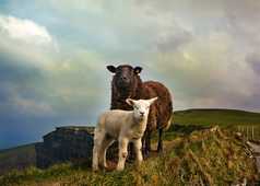 Moutons en bord de falaise, Burren