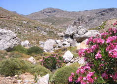 Paysage de collines en fleurs en Crète