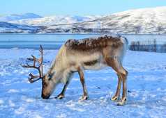 Renne dans la neige en Laponie