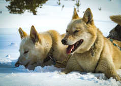 Saga et Asha, chiens de traineau en Laponie