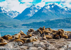 Sur les hauteurs d'Ushuaia, en Terre de Feu, Patagonie argentine