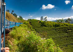 Train sri lankais au milieu des plantations de thé au Sri Lanka