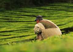 Un agriculteur chargeant sa récolte de thé à Porto Formoso, sur l'île de Sao Miguel, aux Açores