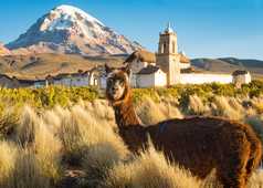 Un lama posant devant une église dans le Parc National de Sajama , en Bolivie