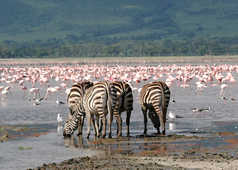 Zèbres et flamands rose dans le cratère du Ngorongoro en Tanzanie
