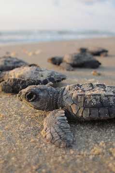 Bébés tortues sur les plages du Guanacaste - Costa Rica