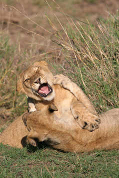 Deux lionnes qui se battent dans la savane en Tanzanie