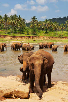 Eléphants au Sri Lanka