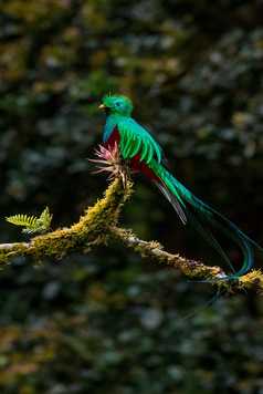 Quetzal resplendissant - Costa Rica