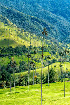 Vallée de Cocora en Colombie