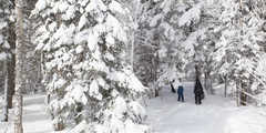 Randonnée raquettes dans la neige au Québec Randonnée raquettes dans la neige au Québec