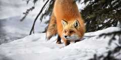 Renard Roux au Québec, Canada - © Deschamps Thomas Renard Roux au Québec, Canada
