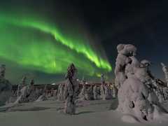 Aurores boréales dans la taiga de Laponie