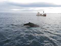 Observation de baleines en Islande, dans la baie de Skjálfandi