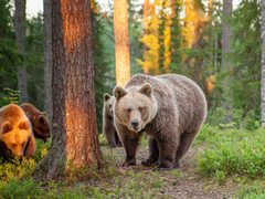 Observation d'ours bruns en Finlande