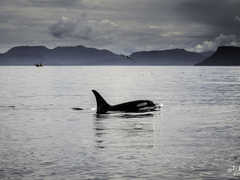 Observation d'orques en Islande pendant un safari baleines