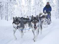 Safari en chiens de traîneau en Laponie