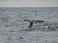 Sortie observation des baleines en Norvège