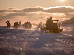 Voyage chien de traineau hiver au Groenland