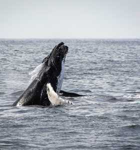 Baleine à bosse au Canada