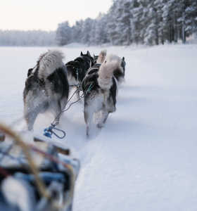 Chien de traineau en Laponie l'hiver