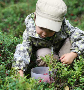 Enfant cueillant des baies sauvages en Finlande