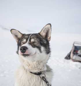 Husky, chien de traîneau au Svalbard - © Padolsey James Husky, chien de traîneau au Svalbard