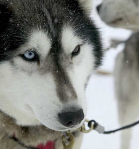 Husky Québec Husky Québec