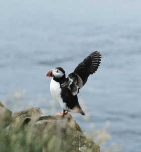Macareux en Islande, en envol