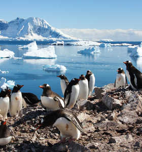 Manchots en Antarctique observés lors d'une croisière