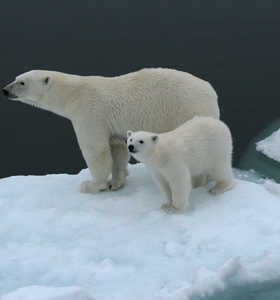ours polaire - © Grands Espaces Photo d'un ours polaire Spitzberg