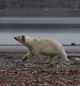 Ours polaires au Svalbard - © Plaquevent Yves Ours polaires au Svalbard