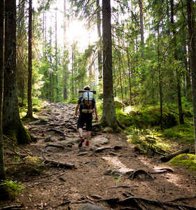 Randonnée dans les forêts de Finlande l'été