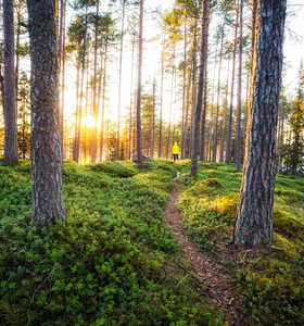 randonnée dans les forêts de Finlande lété