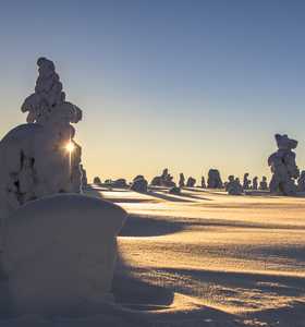 Taiga finlaidaise sous la neige