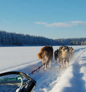 Voyage en chien de traineau - © Norwide Norwide Voyage en chien de traineau