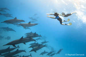 tres-taquins-les-dauphins-adorent-jouer-avec-les-snorkeleurs