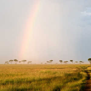 Arc-en-ciel dans la savane kenyane au Massaï Mara