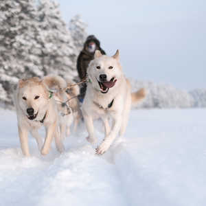 Chien de traineau en Finlande l'hiver