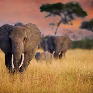 Eléphants dans la zone de conservation du Ngorongoro en Tanzanie
