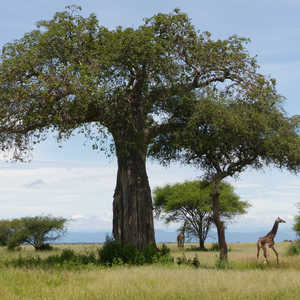 Girafes et baobabs dans le parc naturel de Tarangire en Tanzanie