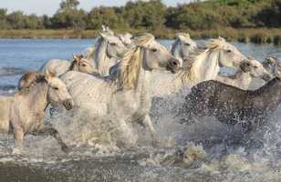 Camargue chevaux