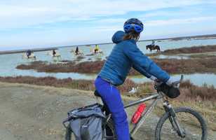 camargue en vélo avec les chevaux