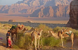 chameaux désert wadi rum