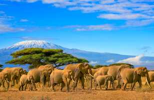 Eléphants au pied du Kilimandjaro