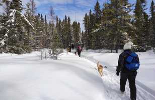 Randonnée avec huskies au Québec l'hiver