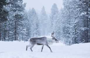 Renne sauvage en Laponie l'hiver, Finlande