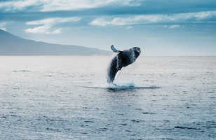 Saut de baleine en Islande